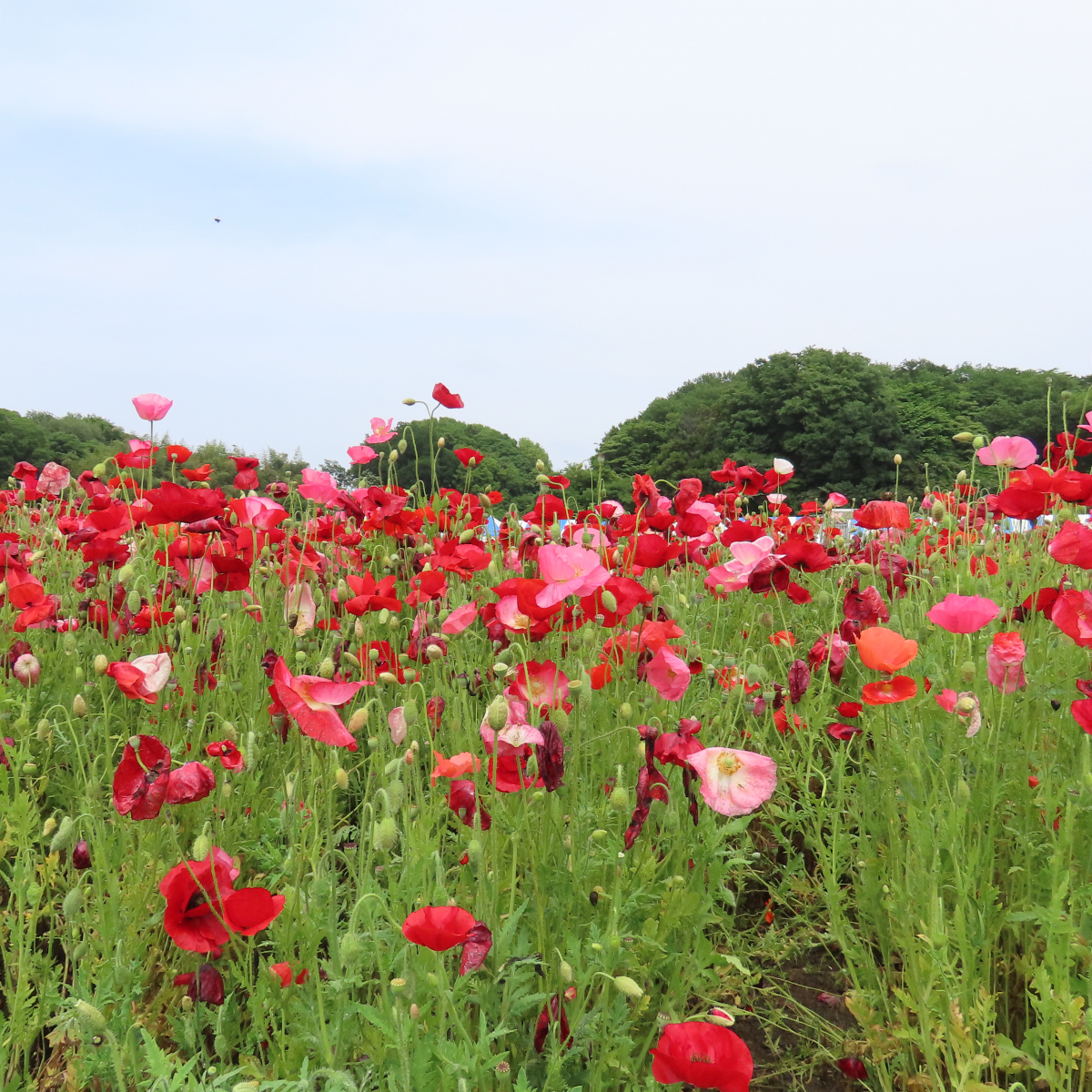 1-13716-c023-1046684684bdea5a638e|IMG_8237.JPG||1804771