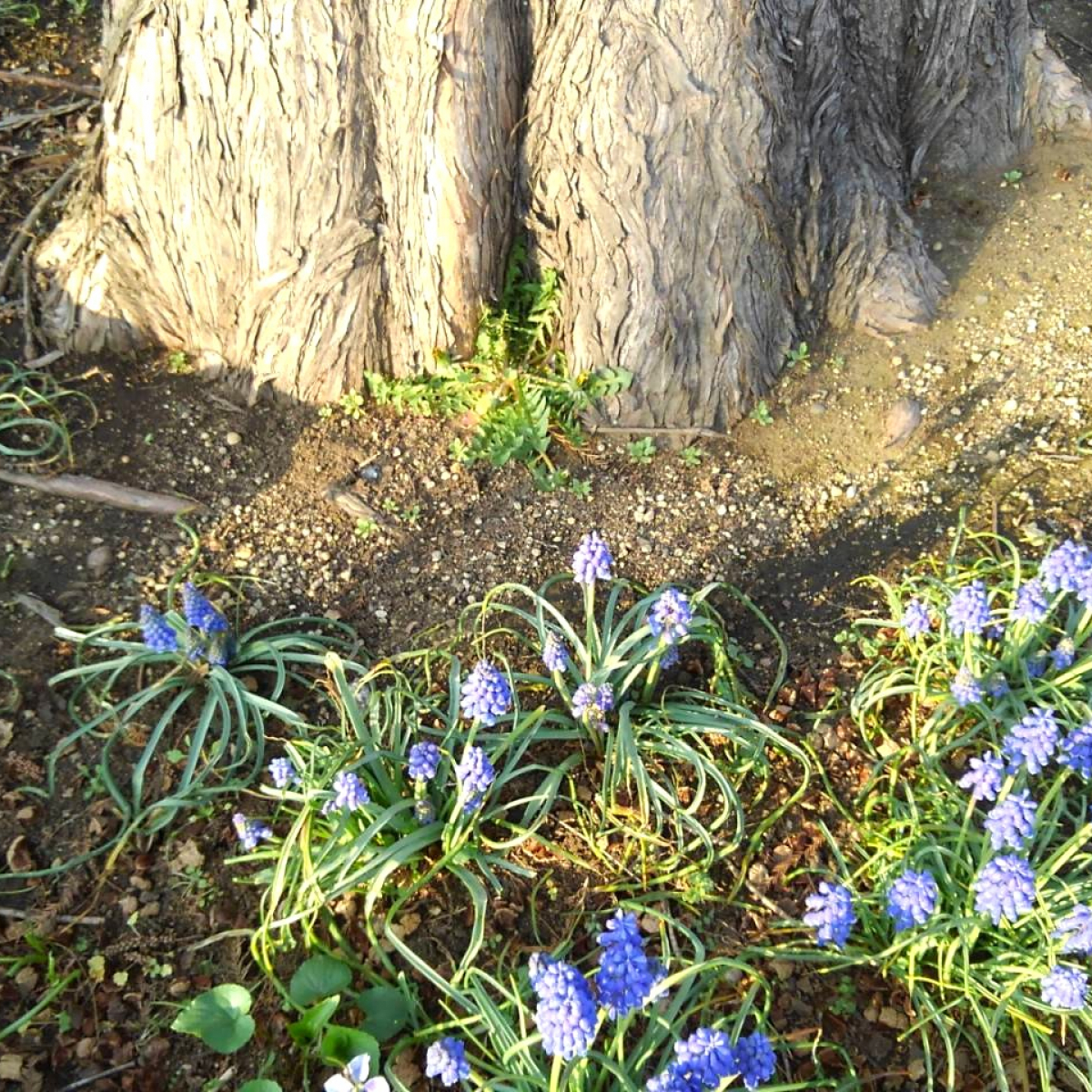 1-14081-c023-1836282689dd15001135|どんじゃらほい アイコン写真.jpg||1908417